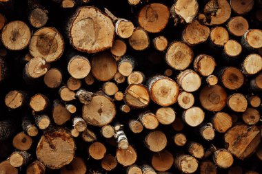 Fabrikada bir yığın ağaç var. Depoda bir sürü testere ahşabı var. Doğal kaynakların üretim endüstrisi. Hammaddeler için ormanların tahrip edilmesi