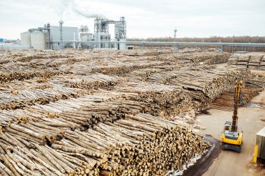 Fabrikadaki devrilmiş ağaçların deposu. Sigara fabrikası bacaları atmosferi kirletir. Endüstriyel vinç tahta hammaddeleri boşaltıyor