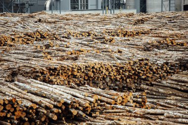 Fabrikadaki devrilmiş ağaçların deposu. Sigara fabrikası bacaları atmosferi kirletir. Endüstriyel vinç tahta hammaddeleri boşaltıyor