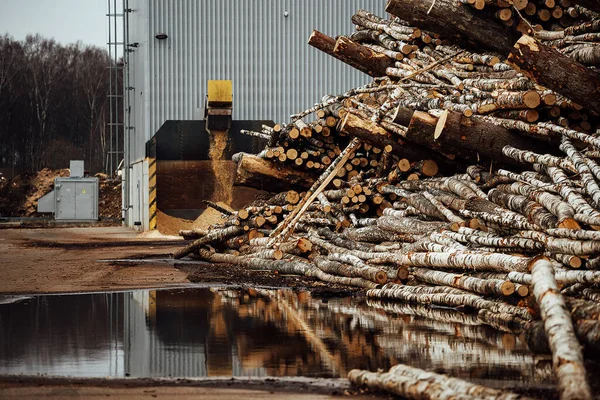 Pilhas Árvores Fábrica Muita Madeira Serrada Armazém Indústria Transformadora Recursos — Fotografia de Stock