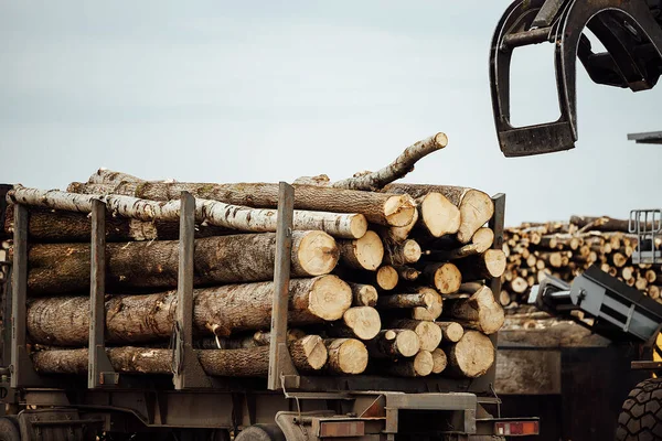 フロントローダーは工場で収穫した木材を輸送します 倉庫で産業輸送が行われています 工場のコンベアベルトに木材原料を積み込み — ストック写真