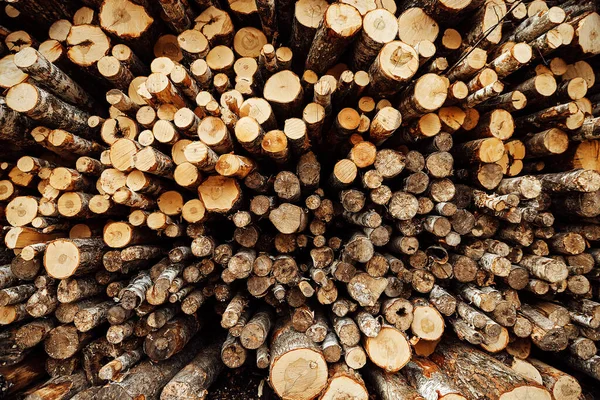 Devrilmiş Ağaç Gövdelerinin Dokusunu Endüstriyel Ölçekte Ağaç Kesimi Ormansızlaştırma Kesikteki — Stok fotoğraf