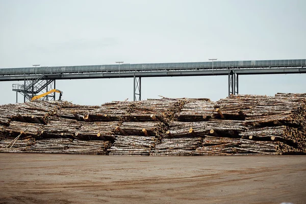 Textuur Van Vele Stammen Gevelde Bomen Houtkap Ontbossing Industriële Schaal — Stockfoto