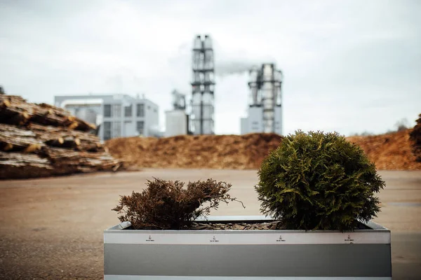 Magazzino Alberi Abbattuti Presso Fabbrica Camini Fabbrica Fumo Inquinano Atmosfera — Foto Stock