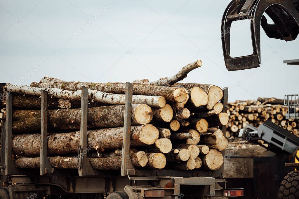 the front loader transports the harvested wood in the factory. industrial transport works in a warehouse. loading of wood raw materials on a conveyor belt at the factory