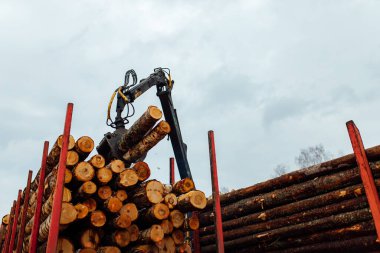 Vinç ağaçları dolduruyor. Kesilen ağaç gövdeleri taşıyıcının gövdesine yüklenir. Ahşap fabrikası için endüstriyel kargo