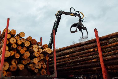 Vinç ağaçları dolduruyor. Kesilen ağaç gövdeleri taşıyıcının gövdesine yüklenir. Ahşap fabrikası için endüstriyel kargo