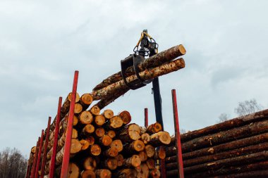 Vinç ağaçları dolduruyor. Kesilen ağaç gövdeleri taşıyıcının gövdesine yüklenir. Ahşap fabrikası için endüstriyel kargo