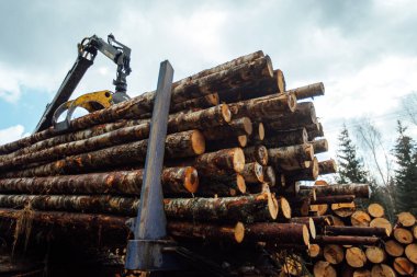 Vinç ağaçları dolduruyor. Kesilen ağaç gövdeleri taşıyıcının gövdesine yüklenir. Ahşap fabrikası için endüstriyel kargo