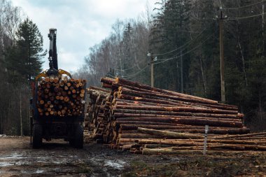 Vinç ağaçları dolduruyor. Kesilen ağaç gövdeleri taşıyıcının gövdesine yüklenir. Ahşap fabrikası için endüstriyel kargo