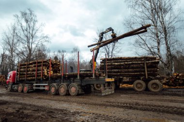 Vinç ağaçları dolduruyor. Kesilen ağaç gövdeleri taşıyıcının gövdesine yüklenir. Ahşap fabrikası için endüstriyel kargo