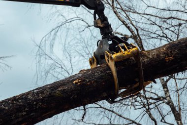 Vinç ağaçları dolduruyor. Kesilen ağaç gövdeleri taşıyıcının gövdesine yüklenir. Ahşap fabrikası için endüstriyel kargo