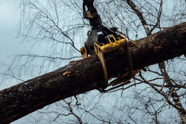 the crane loads the trees. the cut tree trunks are loaded into the body of the conveyor. industrial cargo for woodworking plant