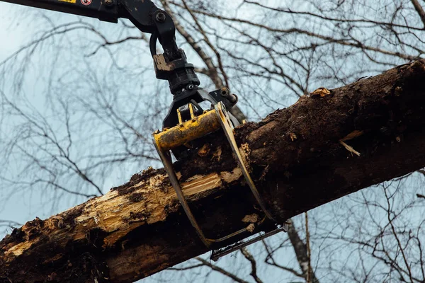 Crane Loads Trees Cut Tree Trunks Loaded Body Conveyor Industrial — Stock Photo, Image