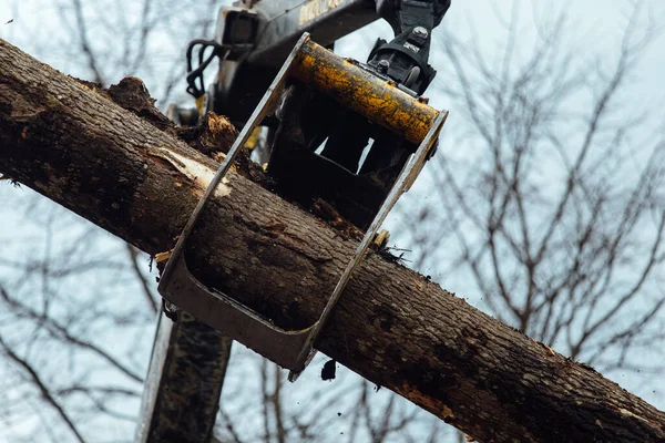 the crane loads the trees. the cut tree trunks are loaded into the body of the conveyor. industrial cargo for woodworking plant