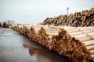 Ahşap fabrikasının deposu. Kütük demetleri depolandı ve taşınmaya hazır. İşlenmiş bir sürü yumuşak tahta parmaklık.