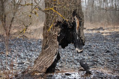 Kül ve kar, orman yangınından, doğal bir felaketten ve çevresel hasardan sonra, yanmış ağaç gövdeleri üzerinde uzanır.