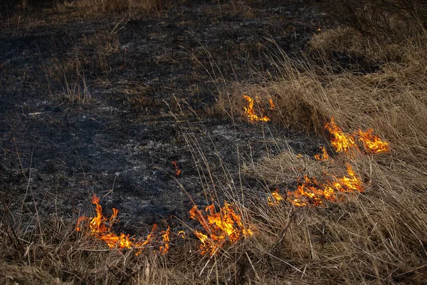 a strong forest fire breaks out in windy weather due to human fault, flames destroy dry grass on the edge of the forest and fields in early spring, call the fire brigade to extinguish the fire