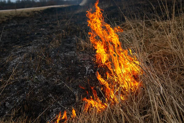 a strong forest fire breaks out in windy weather due to human fault, flames destroy dry grass on the edge of the forest and fields in early spring, call the fire brigade to extinguish the fire