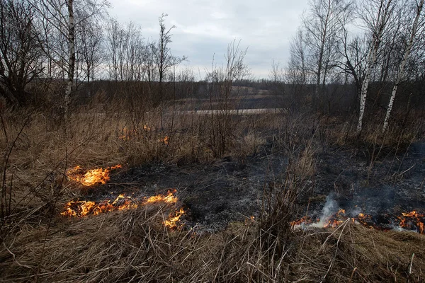 a strong forest fire breaks out in windy weather due to human fault, flames destroy dry grass on the edge of the forest and fields in early spring, call the fire brigade to extinguish the fire