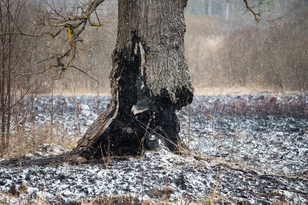 Asche Und Schnee Liegen Auf Dem Schwarz Verkohlten Boden Nach — Stockfoto