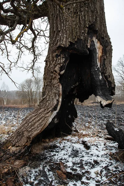 Asche Und Schnee Liegen Auf Dem Schwarz Verkohlten Boden Nach — Stockfoto