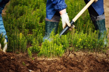 Bir adam toprağa genç bir ağaç diker. Doğayla ilgilenmek. Bir çiftlikte arazi yetiştirmek. Eldiven ve bot giyen bir işçi, bitkilerle dolu bir bahçede çalışır.