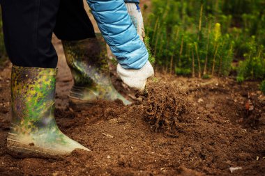 Bir adam toprağa genç bir ağaç diker. Doğayla ilgilenmek. Bir çiftlikte arazi yetiştirmek. Eldiven ve bot giyen bir işçi, bitkilerle dolu bir bahçede çalışır.