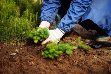 Bir adam toprağa genç bir ağaç diker. Doğayla ilgilenmek. Bir çiftlikte arazi yetiştirmek. Eldiven ve bot giyen bir işçi, bitkilerle dolu bir bahçede çalışır.