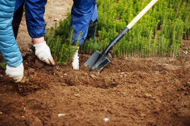 Bir adam toprağa genç bir ağaç diker. Doğayla ilgilenmek. Bir çiftlikte arazi yetiştirmek. Eldiven ve bot giyen bir işçi, bitkilerle dolu bir bahçede çalışır.
