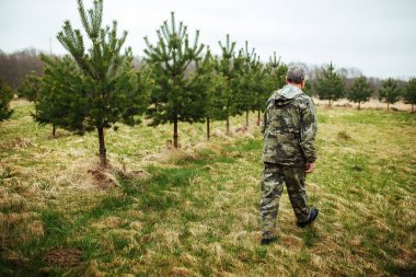 Ladin kreşi. Ormanı eski haline getirmek için köknar ağaçları ve çam ağaçları dikiyorlar. İnsanlar doğayla ilgilenir ve ağaç dikerler. Genç ve yeşil ağaçlar özel bir bahçede yetişir.