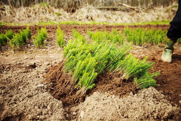 Een Man Plant Een Jonge Boom Grond Zorgen Voor Natuur — Stockfoto