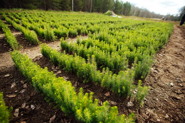 nursery of fir trees. top view of the smooth rows of beds with young trees. restoration of coniferous forests. a person plants a lot of tree seedlings. taking care of nature after deforestation