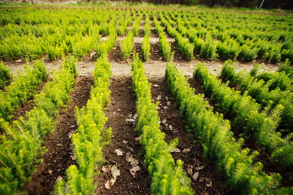 nursery of fir trees. top view of the smooth rows of beds with young trees. restoration of coniferous forests. a person plants a lot of tree seedlings. taking care of nature after deforestation