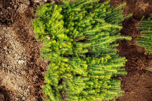 Plantskola För Granar Ovanifrån Släta Rader Sängar Med Unga Träd — Stockfoto