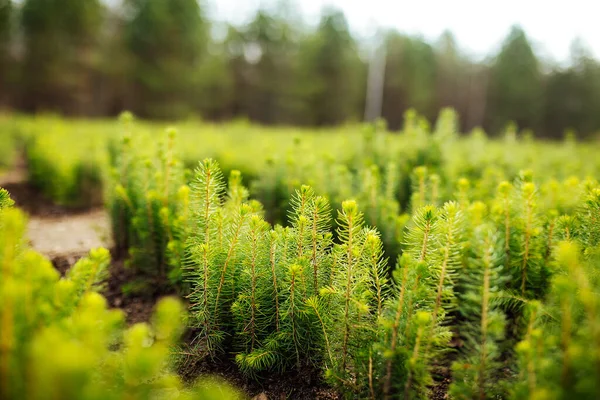 Plantskola För Granar Ovanifrån Släta Rader Sängar Med Unga Träd — Stockfoto