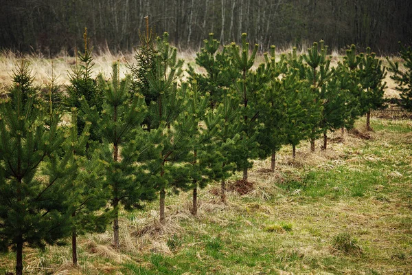 Spruce Nursery Planting Fir Trees Pines Straight Rows Restore Forest — Stock Photo, Image