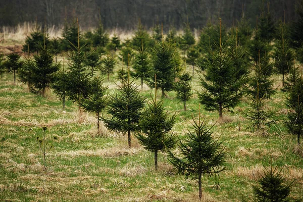 Vivaio Abete Rosso Piantare Abeti Pini File Diritte Ripristinare Foresta — Foto Stock