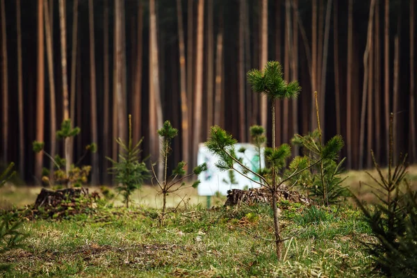 Fichtenbaumschule Aufforstung Nach Dem Holzeinschlag Landwirtschaft Mit Sorge Die Umwelt — Stockfoto