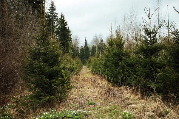 spruce nursery. reforestation after logging. agriculture with concern for the environment. young Christmas trees grow on the plot