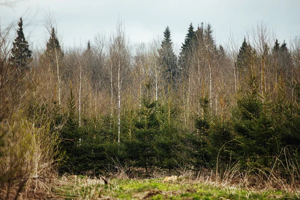 Fichtenbaumschule Aufforstung Nach Dem Holzeinschlag Landwirtschaft Mit Sorge Die Umwelt — Stockfoto