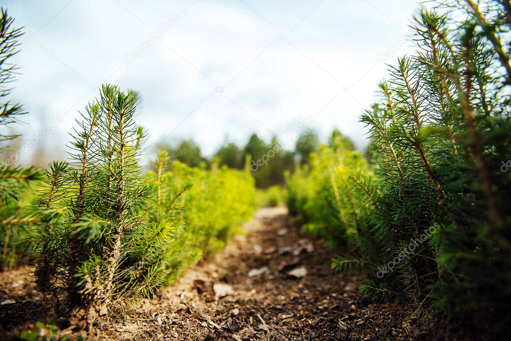 nursery of fir trees. small trees sprout from the ground in even rows. restoration of forests after deforestation. selective breeding of coniferous trees