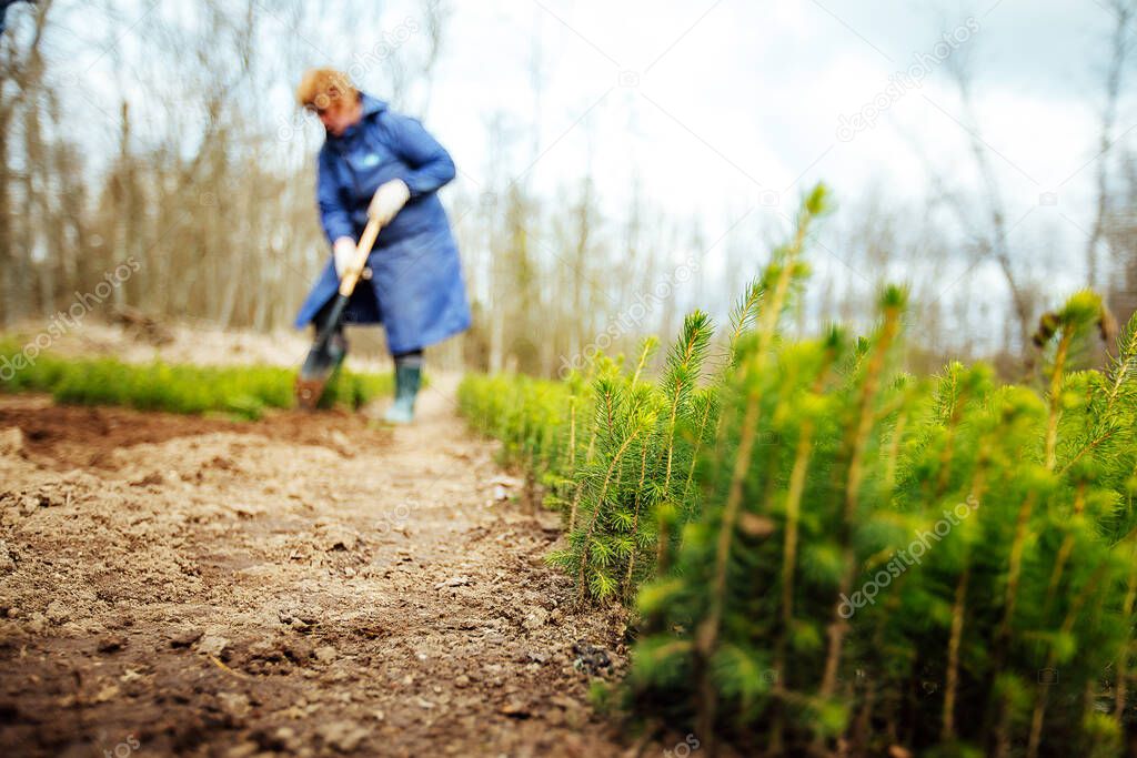a man plants a young tree in the ground. caring for nature. cultivation of land on a farm. a worker wearing gloves and boots works in a garden with plants