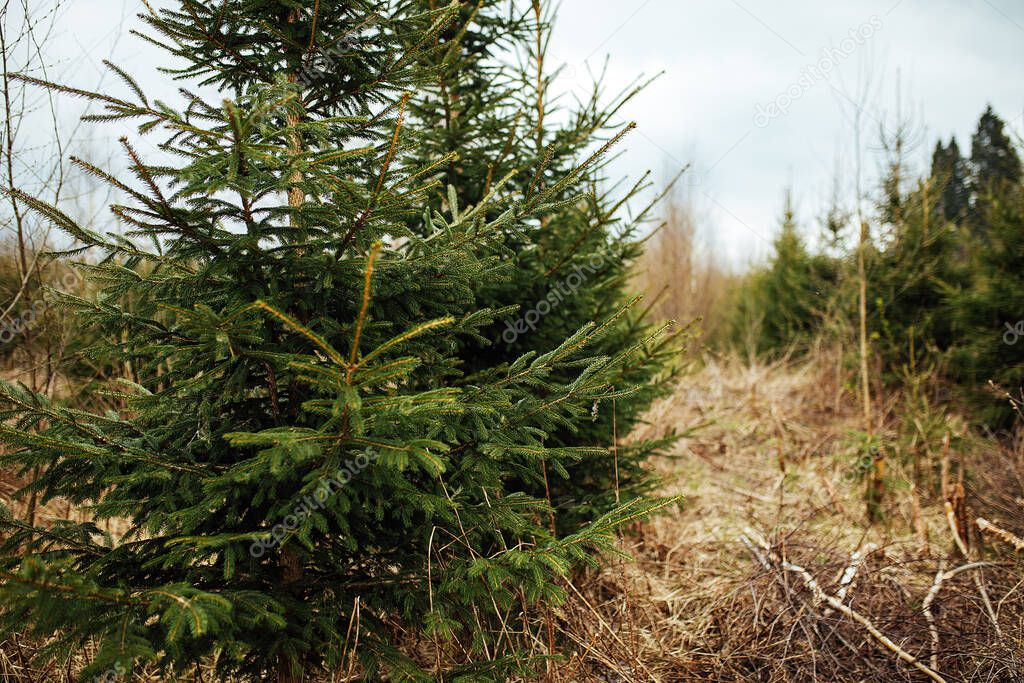 spruce nursery. reforestation after logging. agriculture with concern for the environment. young Christmas trees grow on the plot