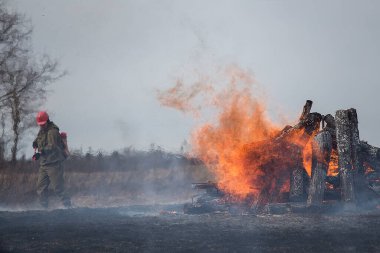 Sahada bir ateş şeridi. İtfaiye yangını yangın hortumundan çıkan suyla söndürüyor. Öfkeli ateş elementiyle savaşıyor. Orman yangınları yüzünden doğal afet