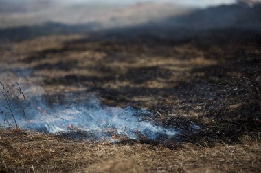 Sahada bir ateş şeridi. İtfaiye yangını yangın hortumundan çıkan suyla söndürüyor. Öfkeli ateş elementiyle savaşıyor. Orman yangınları yüzünden doğal afet