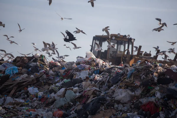 Large Flock Seagulls Flies Huge Piles Garbage Landfill Site Landfill — Stock Photo, Image