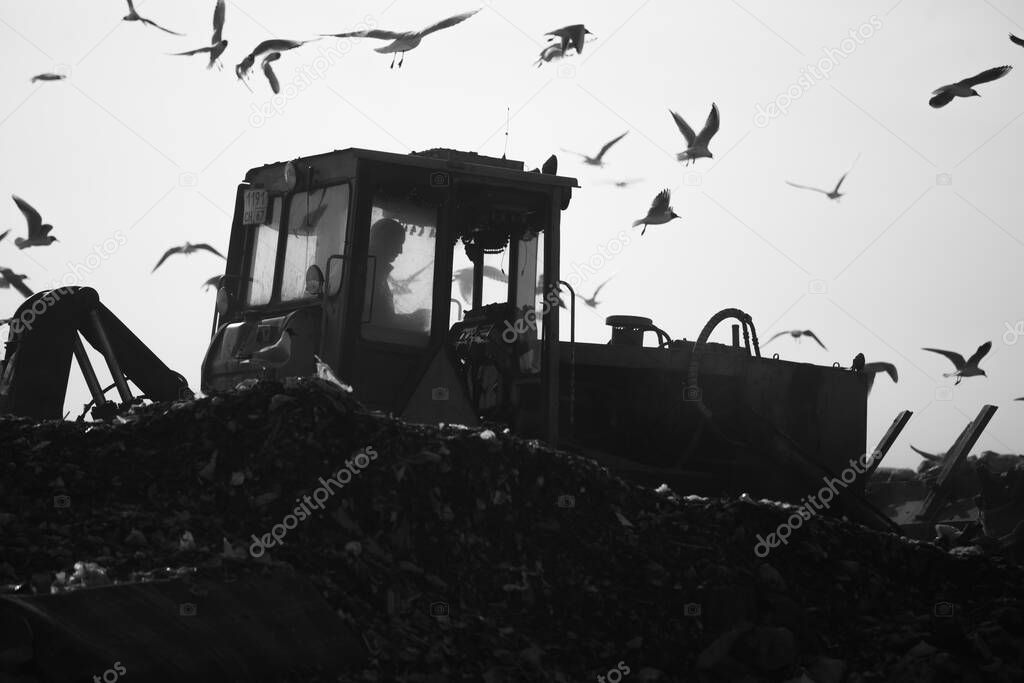 A large flock of seagulls flies over huge piles of garbage at a landfill site. a landfill pollutes the environment. the dirt of industrial enterprise waste is lying in the field. trucks and bulldozers tamp down household waste at the landfill