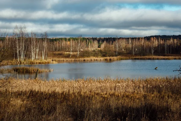 秋の湖 背の高い草で覆われた貯水池の荒廃した海岸 落ちた葉を持つ裸の木 都会から遠く離れた静かで冷たい風景 — ストック写真