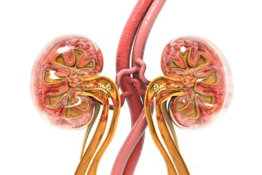 İnsan böbreği bölümü 3D görüntüleme